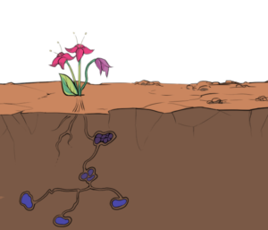 illustration