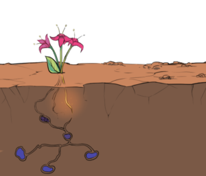 illustration